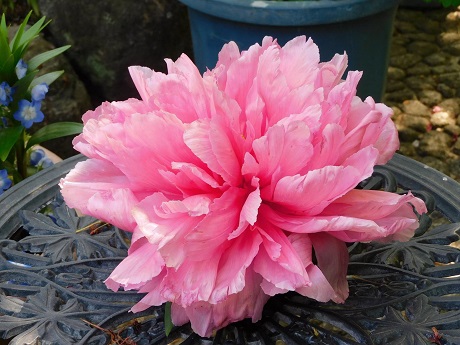 シャクヤクの写真