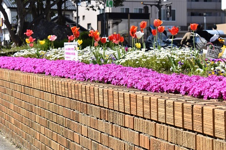 シバザクラの写真