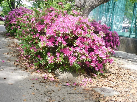 ツツジの写真１