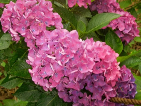 筥崎宮あじさい苑１