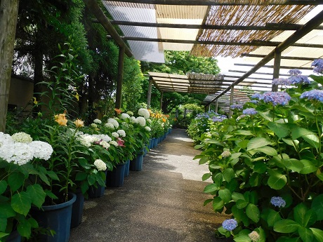 筥崎宮あじさい苑１