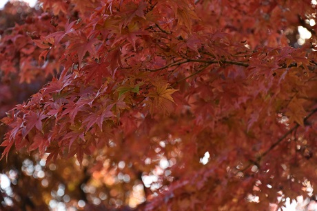 筥崎宮花庭園の紅葉１枚目