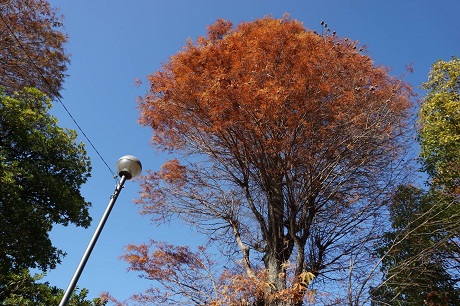箱崎公園の紅葉１枚目