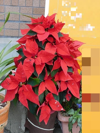 ポインセチア1