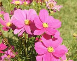 コスモスの写真