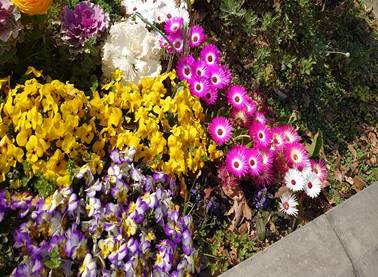 チューリップなどの写真２