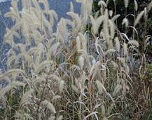 ネコジャラシの写真