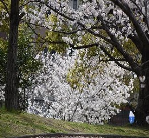 サクラの写真４