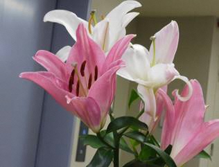 カサブランカ２