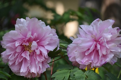 ボタンの写真２