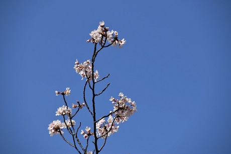 香椎のサクラの画像２