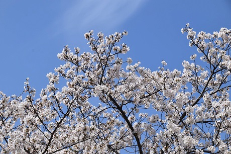 箱崎公園のサクラの画像２