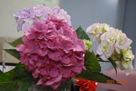 アジサイの写真