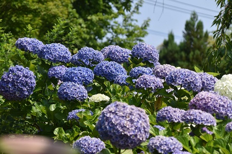 アジサイの写真１