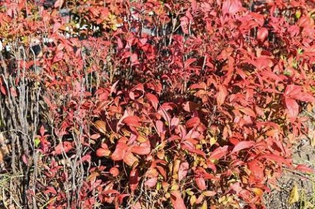 オタフクナンテンの写真