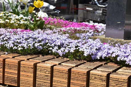 シバザクラの写真２