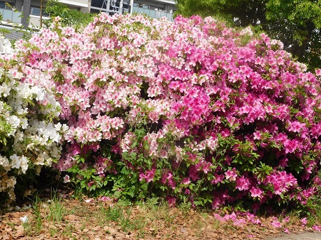 ツツジの写真２