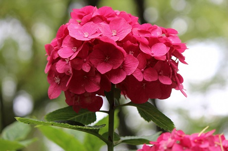 筥崎宮あじさい苑２