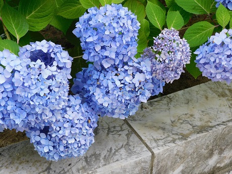 筥崎宮あじさい苑２