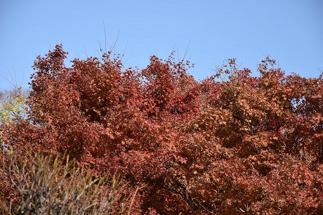 筥崎宮花庭園の紅葉２枚目