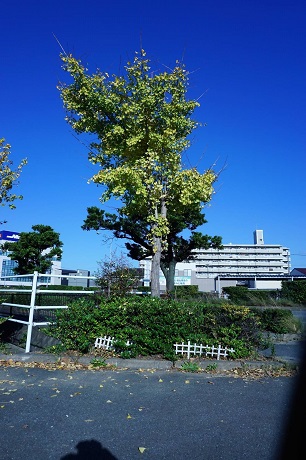 イチョウの木