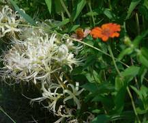 彼岸花とヒャクニチソウの写真