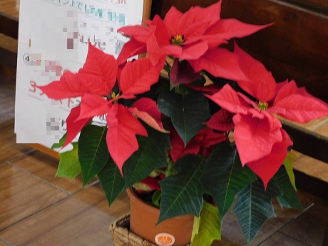 ポインセチア2