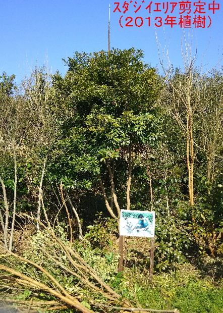 スダジイエリア剪定中（2013年植樹）