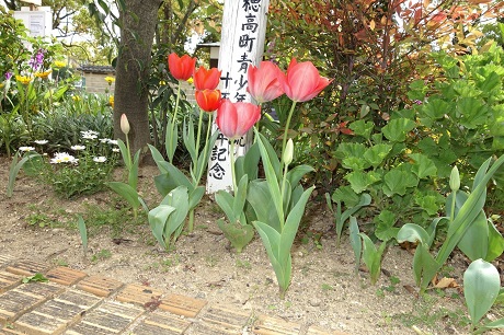 チューリップん画像