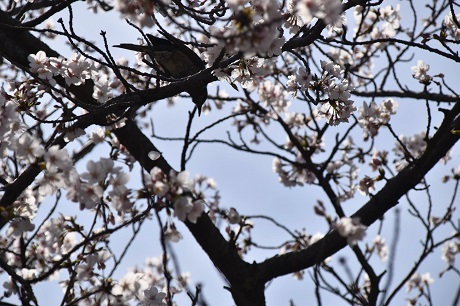 香椎のサクラの画像３