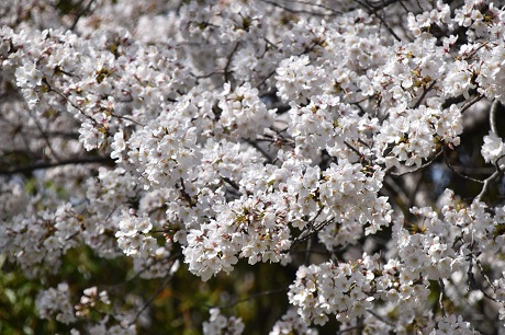 箱崎公園のサクラの画像３