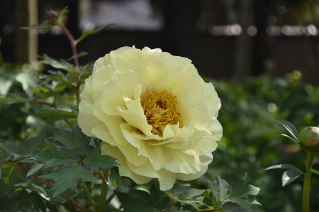 ボタンの写真３