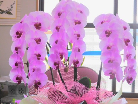 コチョウランの写真