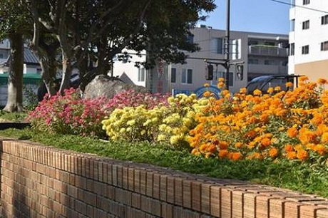 ジニアの写真１