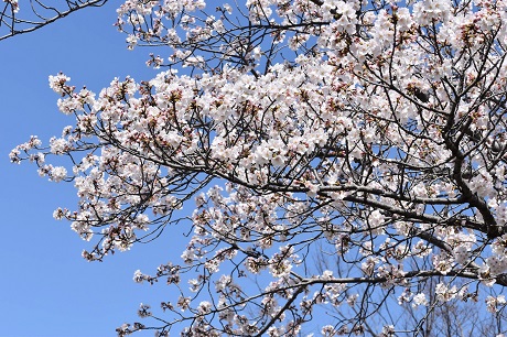 サクラの写真１