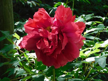 春牡丹の写真2枚目