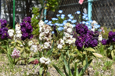 ストックの写真