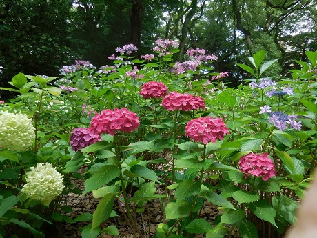 筥崎宮あじさい苑３