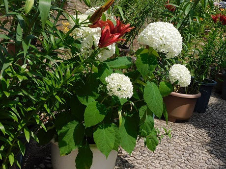 筥崎宮あじさい苑３