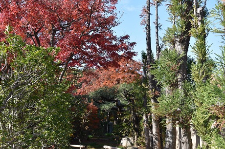 筥崎宮花庭園の紅葉３枚目