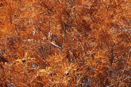 箱崎公園の紅葉２枚目