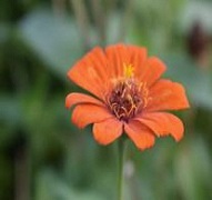 ヒャクニチソウの写真