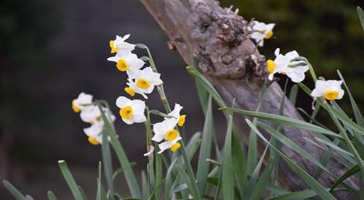 スイセンの写真