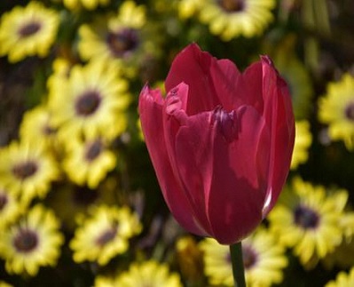 チューリップの写真