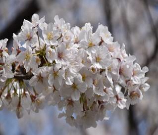 サクラの写真３