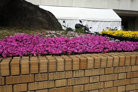 シバザクラの画像