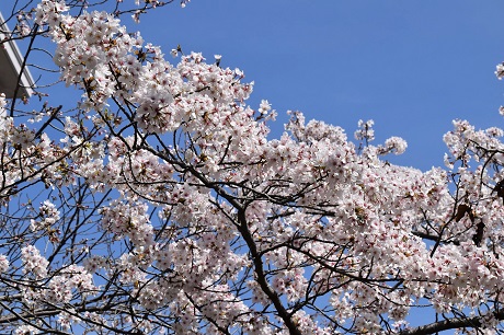 香椎のサクラの画像４