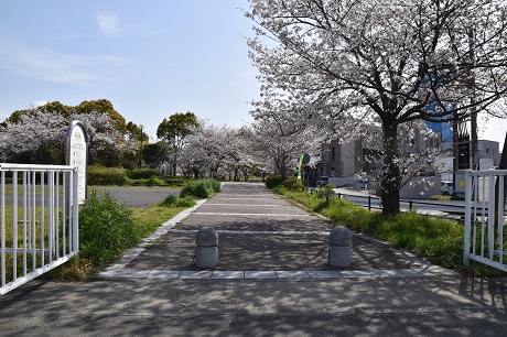 箱崎公園サクラの画像４