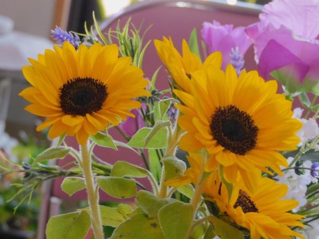 ヒマワリの写真