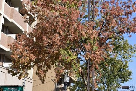 モミジバフウの写真